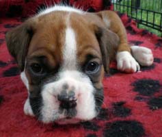 Zubeda Memphis Bella