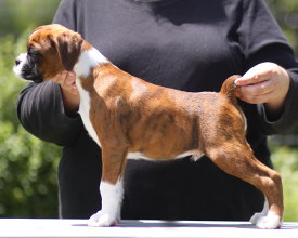 Ronin Under the Influence (Imp NZ) at 10 weeks.