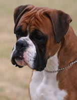 Aust Ch Kellynda BlendOf TheBest (Imp Aust) at 19 months.