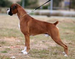 Aust Ch Kellynda BlendOf TheBest (Imp Aust) at 19 months.