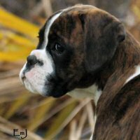 Sanlian Dreams Apoppin at Jetboom (Imp NZ) as a puppy.