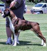 Sanlian Dreams Apoppin at Jetboom (Imp NZ).