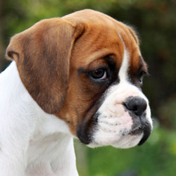 Dazzle at 12 weeks.