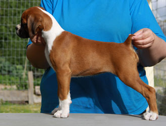 Dazzle at 12 weeks.