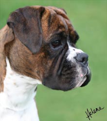 NZ Ch Ronin Sip of Scotch (Imp NZ) at 21 months old.