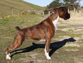 Aust/NZ Ch Ronin Sip of Scotch at 29 months old.