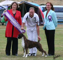 BIS NZ CH Sanlian Elusive Dreams at Denem (Imp NZ) winning Best in Show.
