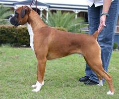 Ronin Memphis Meltdown (Imp NZ) at eight months.