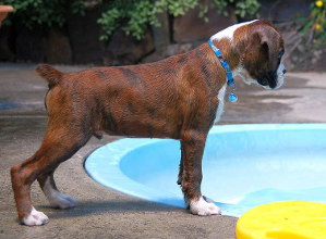 Ronin Over the Limit (Imp NZ) at 10 weeks.
