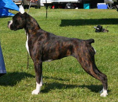 Can Ch Durans Huntress of Tienlung HIC (Canada)
