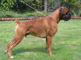 Ronin at 3 years old