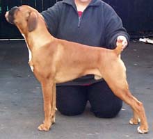Ronin at 7 months old.