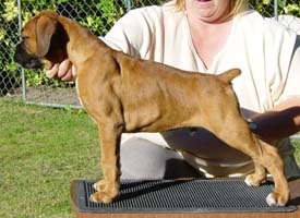 Ronin at 9 weeks old.