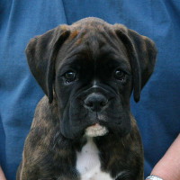 Boxer puppies - 8 weeks.