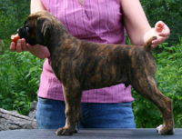 Boxer puppies - 8 weeks.