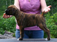 Boxer puppies - 8 weeks.