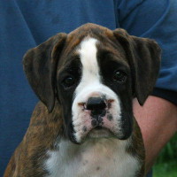 Boxer puppies - 8 weeks.