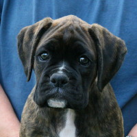 Boxer puppies - 8 weeks.