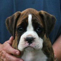 Boxer puppies - 8 weeks.