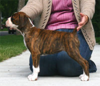 Boxer puppies - 8 weeks.