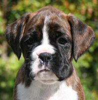 Ronin Sip of Scotch at six weeks.