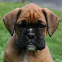 Stella