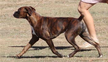 Gaiting at 10 months.