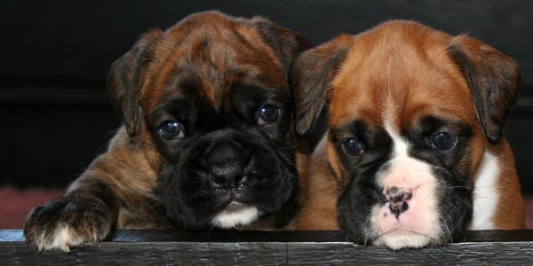 Dog 1 and Bitch 3.