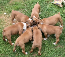Ronin Boxer Puppies Eating