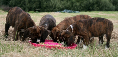 More Ronin Boxer Puppies Eating