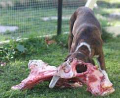 Lola Eating a Raw Bone