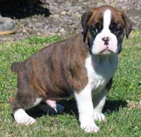 Toilet Training Puppies on Toilet Training A Boxer Puppy