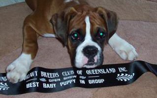 Aust Ch Ronin Memphis Meltdown (Imp NZ) after winning Best Baby Puppy of Group