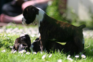 Boxer puppies - 6 weeks old.