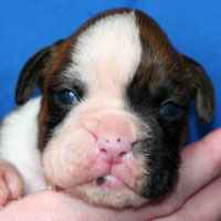 Boxer puppies - Dog One, thirteen days old.