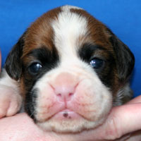 Boxer puppies - Dog Two, thirteen days old.
