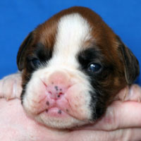 Boxer puppies - Dog Three, thirteen days old.