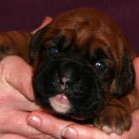 Boxer puppies - Bitch One, 15 days old.