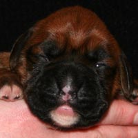 Boxer puppies - Bitch One, nine days old.