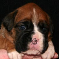 Boxer puppies - Bitch Three, 21 days old.