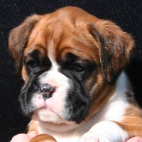 Boxer puppies - Bitch Three, 36 days old.