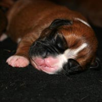Boxer puppies - Dog Three, one day old.