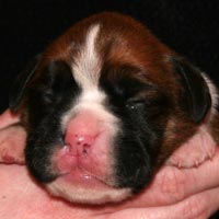 Boxer puppies - Bitch Three, nine days old.