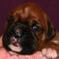 Boxer puppies - Dog Two, 15 days old.