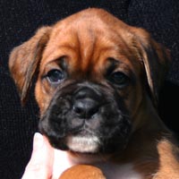 Boxer puppies - Dog Three, 36 days old.