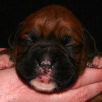 Boxer puppies - Dog Three, nine days old.