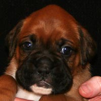 Boxer puppies - Dog Four, 26 days old.