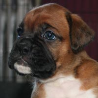 Boxer puppies - Dog Four, 30 days old.