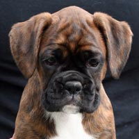 Boxer puppies - Bitch One, 9 weeks old.