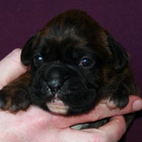 Boxer puppies - Bitch One, fourteen days old.